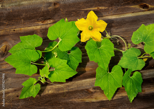 Squash vine growing across a wooden deck in a garden in central Virginia in late August.