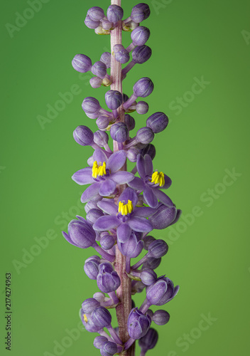 Macro view of open flowers and buds on stalk of liriope plant in garden in late August in central Virginia