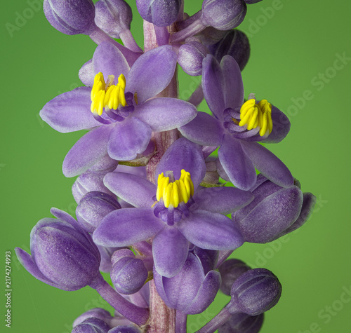 Macro view of open flowers and buds on stalk of liriope plant in garden in late August in central Virginia