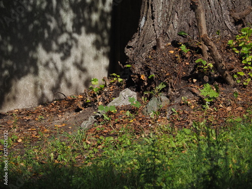Tapety artystyczne Gray stones embedded in the tree trunk