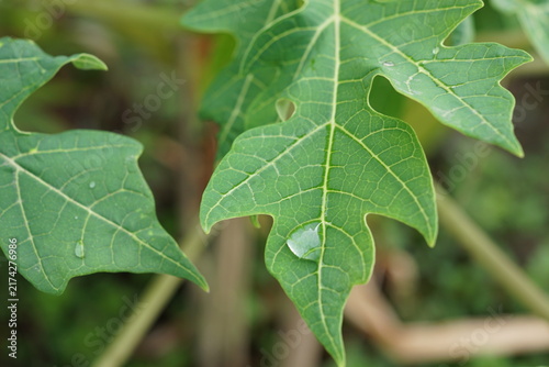 Photography a papaya leaf with droplets of water on it
