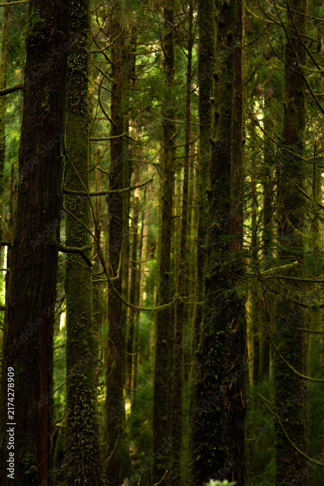 Obraz premium Dense green vegetation creates a peaceful forest landscape in the Sete Cidades region of the Azores.