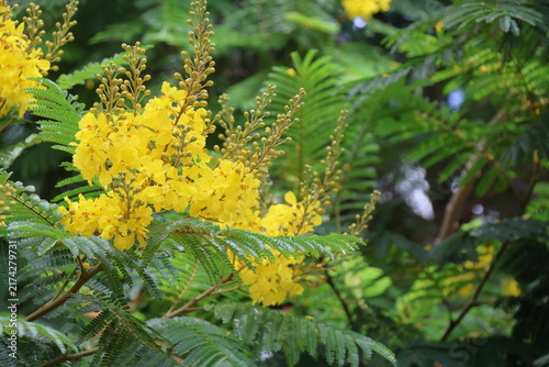 Cuadro en lienzo Yellow flowers of silk joss tree, Golden pincushion tree