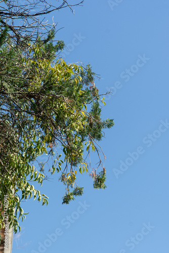 Obraz na plátně Dry branches and green foliage under a blue sky
