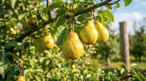 Several ripe pears hang from a branch of a pear tree.