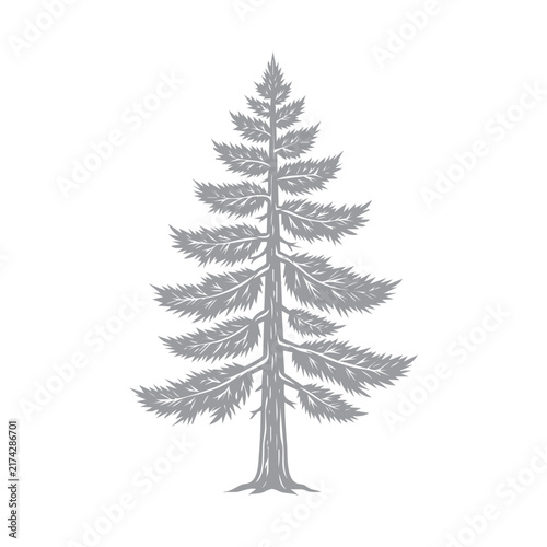 Engraving Style Conifer Tree Isolated