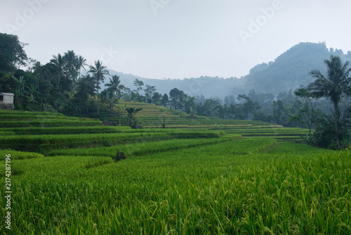 Lush Green Rice Terraces with Misty Mountain and Coconut Palms Under Overcast Sky, Southeast Asia