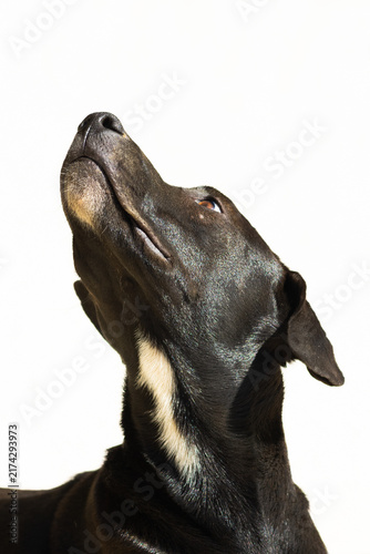 Black labrador mix dog portrait on white background