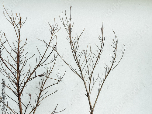 bare branches of a tree in winter