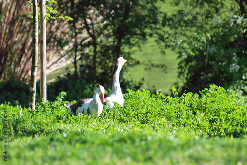 Fotografie Two geese among the grass in a public park