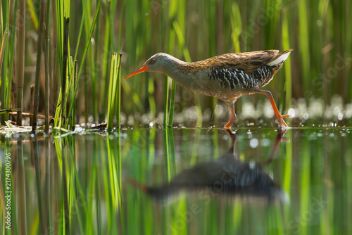 Cuadro en lienzo Water rail (Rallus aquaticus) walking through lush green reeds with a clear water reflection near Mrągowo, Masuria, Poland