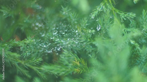 Exploring water droplets on green leaves in a garden after a rain shower 