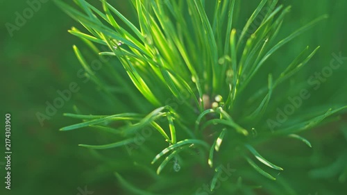 Close look at green plant leaves under sunlight in nature setting during afternoon 