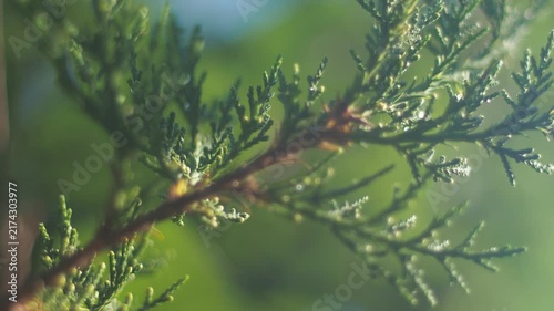 Close view of green leaves with water droplets in sunlight at a garden 