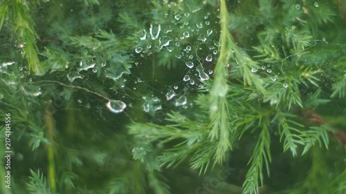 Rain droplets on green leaves in nature during a calm afternoon 