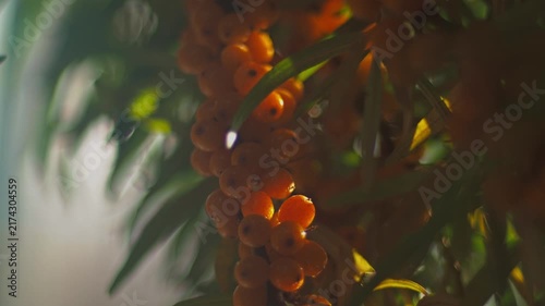 Exploring orange fruits on green plants in a garden during daylight hours 