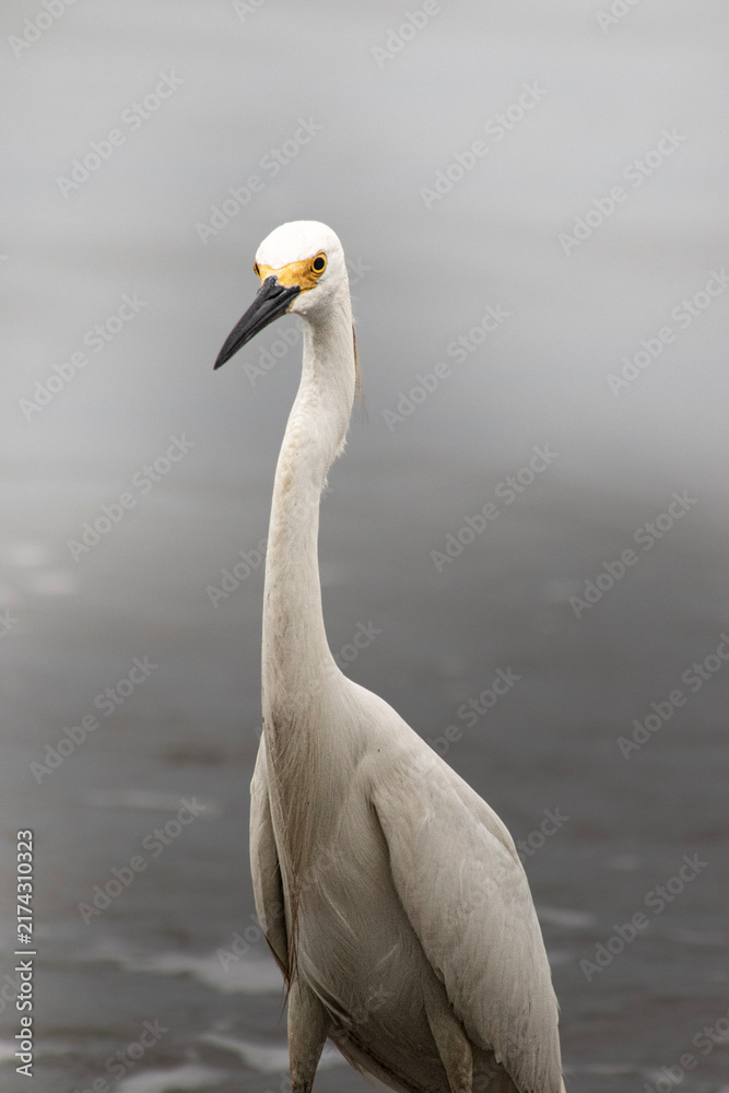Fototapeta premium Garza Real (Ardea Alba)