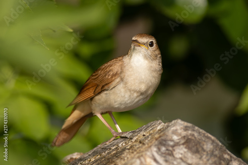 Canvastavla Common nightingale (Luscinia megarhynchos) - Nachtigall