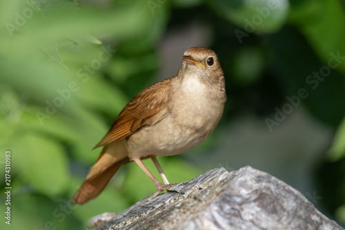 Obraz na plátně Common nightingale (Luscinia megarhynchos) - Nachtigall