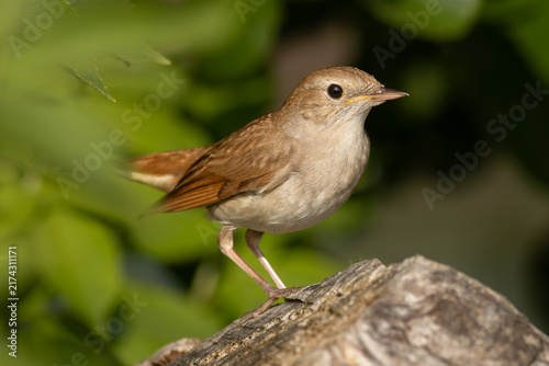 Foto Common nightingale (Luscinia megarhynchos) - Nachtigall