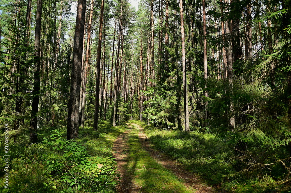 Obraz premium path in the forest