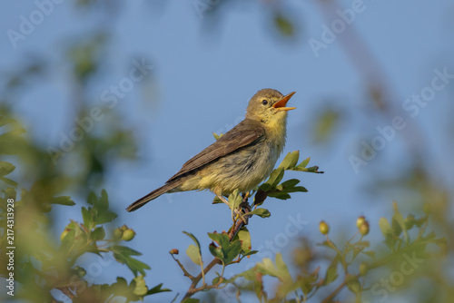 Bild auf Leinwand Melodious warbler (Hippolais polyglotta) - Orpheussötter