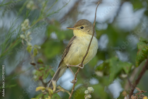 Obraz na plátně Melodious warbler (Hippolais polyglotta) - Orpheussötter