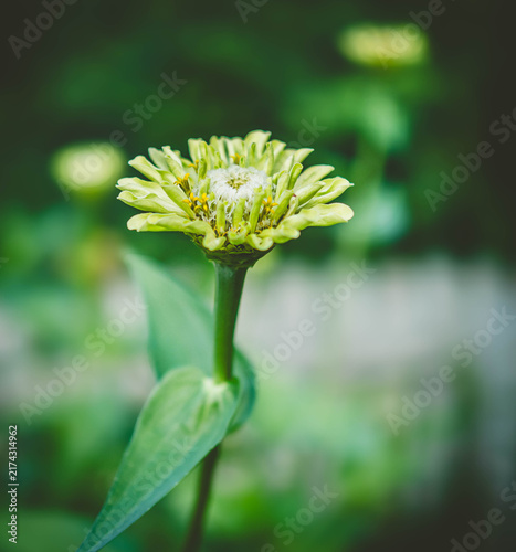 Картината върху платно Green zinia