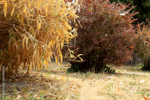 Fotografía Autumn garden with dried foliage and red-leaved shrub