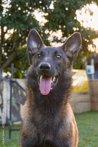 Belgian shepherd malinois dog portrait on outdoor training field at sunset