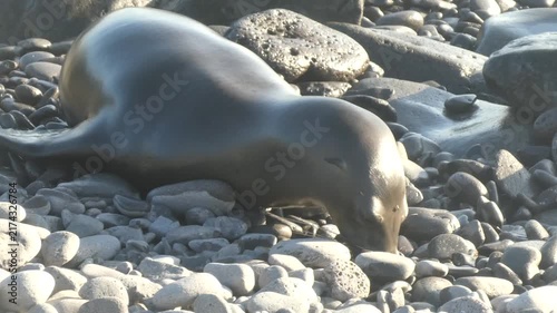 Sea lion on rocky beach moving mouth with appearance of talking insert speech