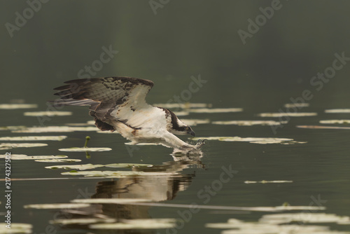 Osprey (Pandion haliaetus) swooping low with outstretched talons to catch fish over a lake in Mrągowo, Masuria, Poland. Dynamic stock photo.