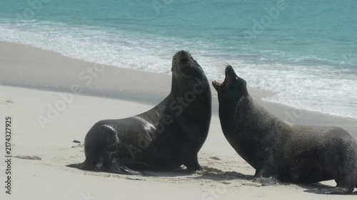 Playful young sea lions roughhousing on beach of Galapagos Islands with ocean waves flowing in background