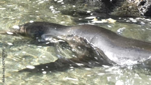 Sea lion swimming in clear shallow flowing water
