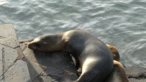 Sea lion wallowing around on stone steps by ocean trying to get comfortable