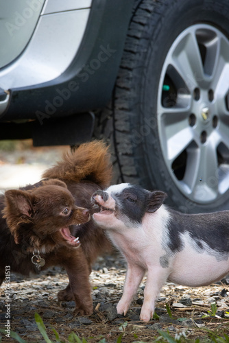Brown long haired chihuahua playing with spotted baby piglet