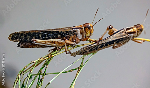 Fotografía Migratory locust on the branch. Latin name - Locusta migratoria