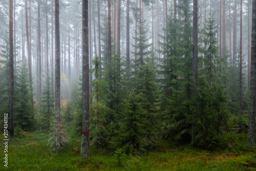 Magical fairytale forest. Forest covered of green moss. Forest therapy and stress relief