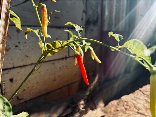 Fotografie A close-up shot of a healthy chili plant (cabai rawit) with vibrant green leaves, featuring several hanging unripe yellow chilies and one ripe, prominent red chili, bathed in warm sunlight