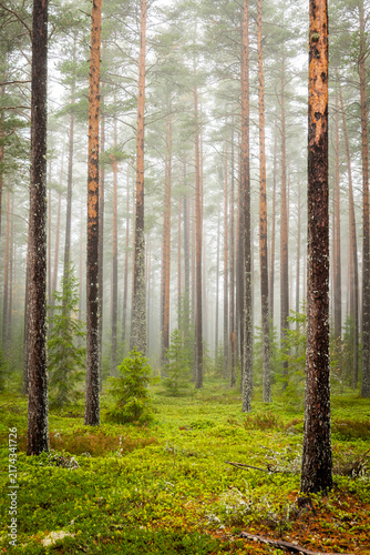 Magical fairytale forest. Forest covered of green moss. Forest therapy and stress relief