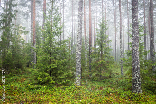 Magical fairytale forest. Forest covered of green moss. Forest therapy and stress relief