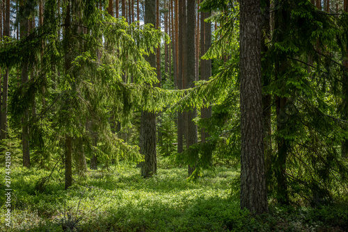Magical fairytale forest. Forest covered of green moss. Forest therapy and stress relief