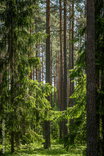 Magical fairytale forest. Forest covered of green moss. Forest therapy and stress relief