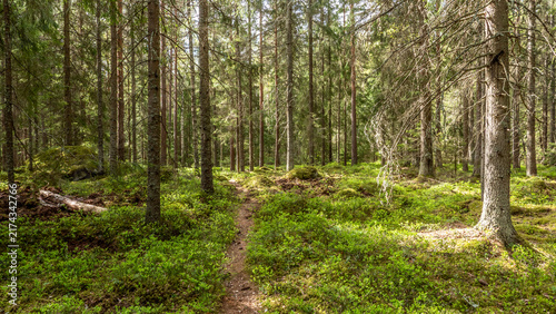 Magical fairytale forest. Forest covered of green moss. Forest therapy and stress relief
