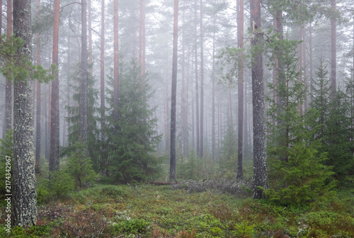 Magical fairytale forest. Forest covered of green moss. Forest therapy and stress relief