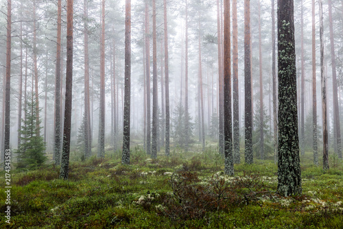 Magical fairytale forest. Forest covered of green moss. Forest therapy and stress relief