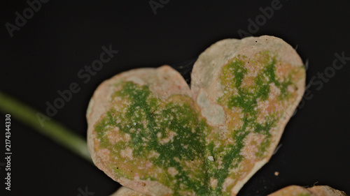 Fotografía Macro close-up of damaged green leaf showing extensive pale discoloration, dry margins and mottled surface deterioration isolated against a dark background