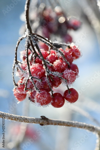 Obraz na plátne Frost-covered red viburnum berries on a winter branch against a blue sky, close-