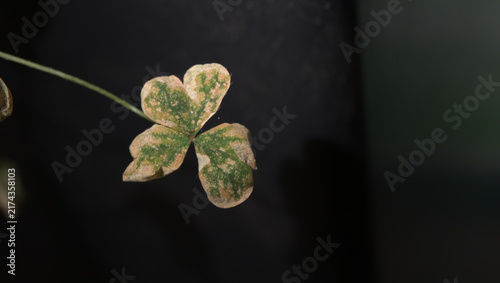 Bild auf Leinwand Description:
Close-up of a heavily damaged clover leaf with mottled discoloration, dry pale areas and deteriorated tissue against a dark background with ample copy space