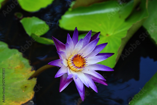 Cuadro en lienzo Top Angle View of Purple and White Water Lily in Pond